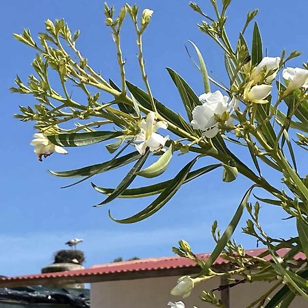 Herdade Dos Salgados Do Fialho Faro Luaran gambar
