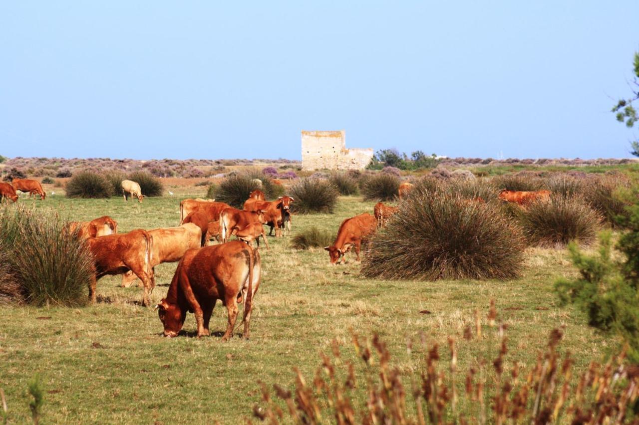 Herdade Dos Salgados Do Fialho Faro Luaran gambar