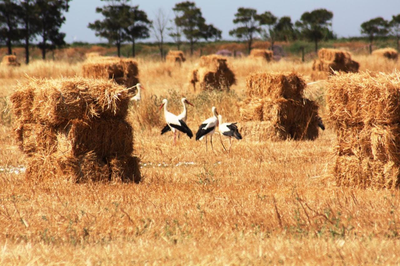 Herdade Dos Salgados Do Fialho Faro Luaran gambar