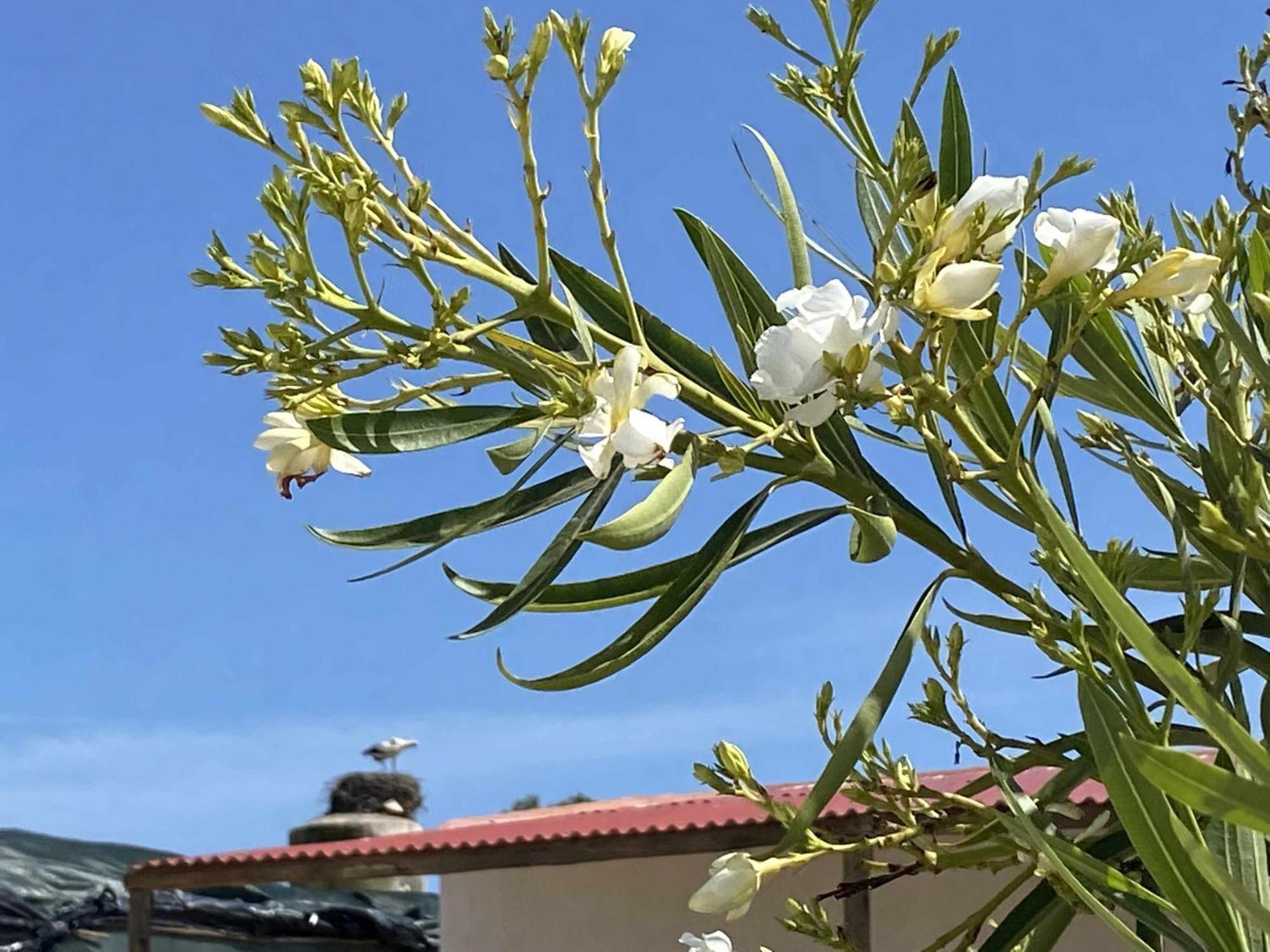 Herdade Dos Salgados Do Fialho Faro Luaran gambar